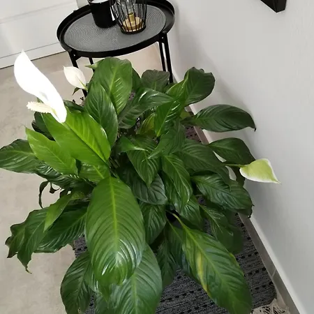 Lägenhet Mirijana Pula