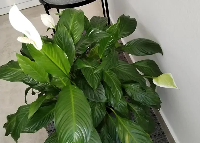 Appartement Mirijana Pula